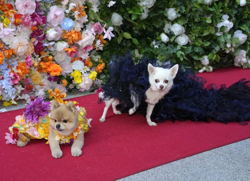 Dos mascotas vistiendo elegantes en la alfombra roja del Pet Gala