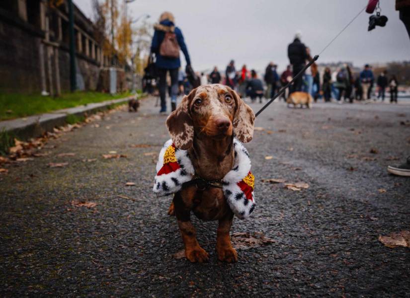 París se llena de salchichas con patas en una marcha solidaria.