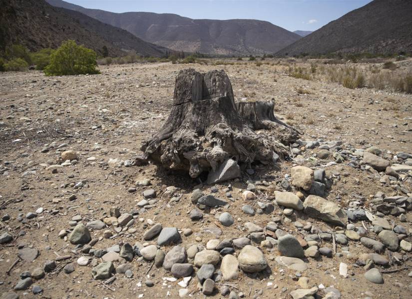 Raíces de un árbol seco vistas en el lugar donde antes corría el curso del río Petorca.