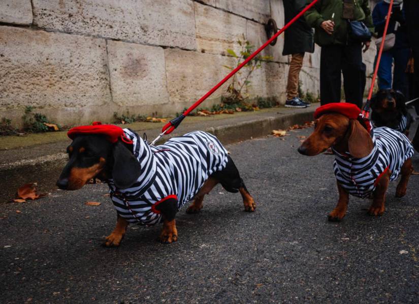 Más de 500 perros salchicha desfilan por las calles en apoyo a una noble causa.