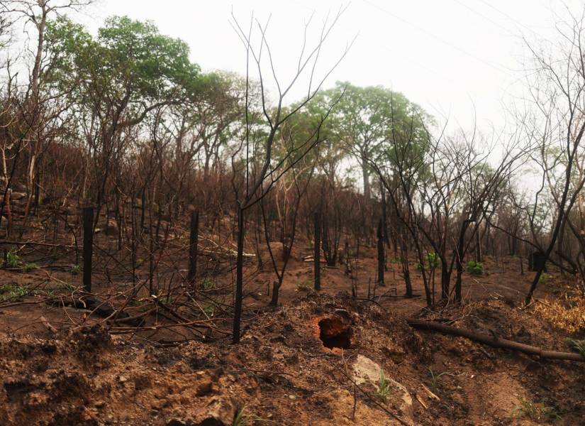 Fotografía de pastizales quemados por un incendio forestal, este sábado en San Javier (Bolivia).