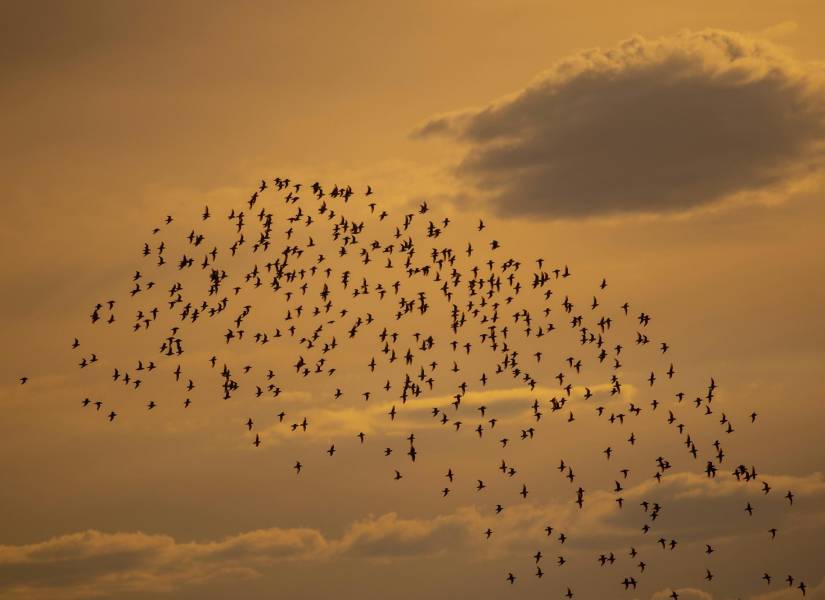 Imagen referencial, espectáculo de pájaros en el cielo.