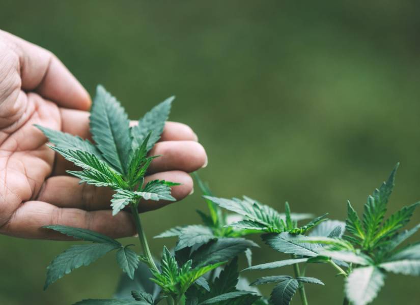 Mano sosteniendo unas hojas de la planta de Cannabis
