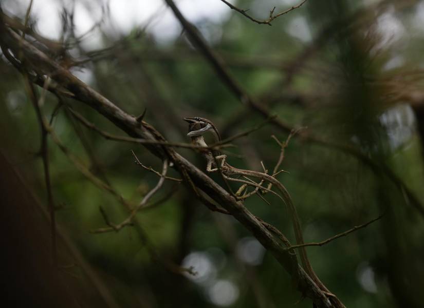 Fotografía ganadora primer lugar, una serpiente cazando a una lagartija