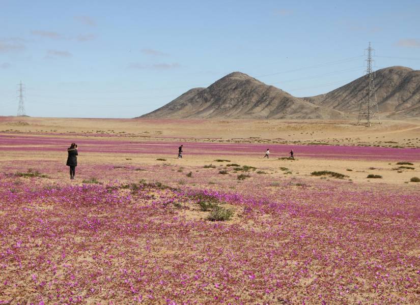 Vista del desierto de Atacama, en Chile, cubierto de flores.