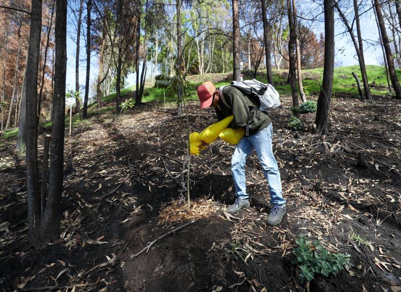 Una persona planta un árbol en el sector del Panecillo, una zona afectada por los incendios, este sábado en Quito (Ecuador). EFE/ José Jácome