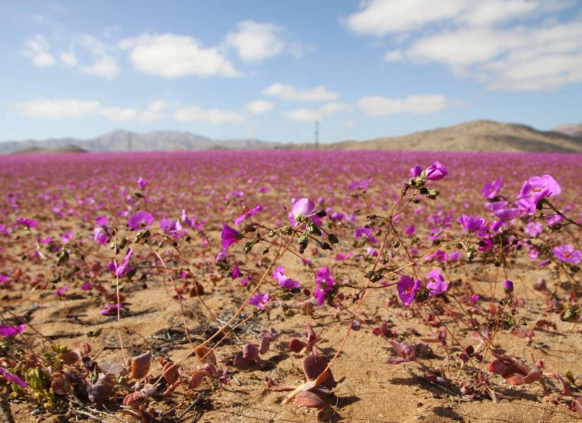 Vista del desierto de Atacama, en Chile, cubierto de flores.