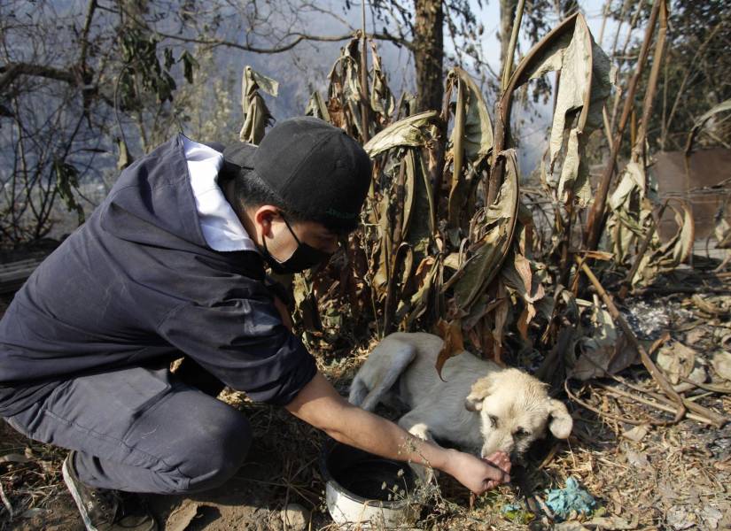 Un hombre ayudando a un perro en la zona del incendio