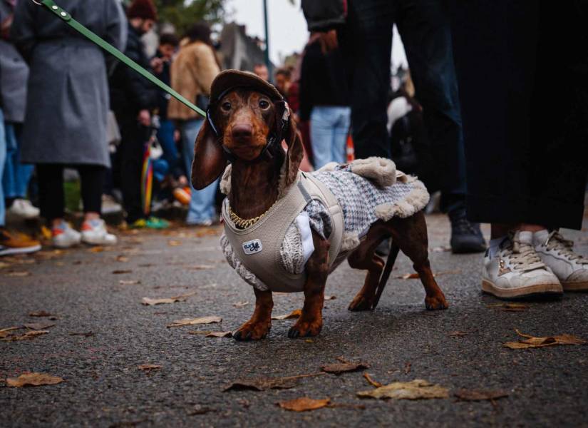 La marcha de los perros salchicha celebra su quinta edición con éxito.