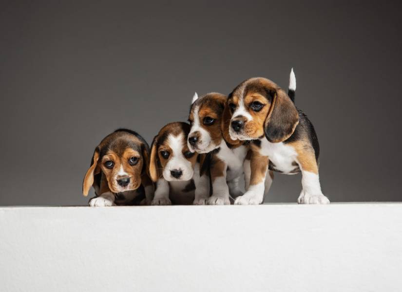 Perros de raza beagle