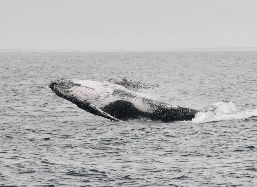 La temporada de avistamiento de ballenas en Ecuador se extiende entre junio y octubre.