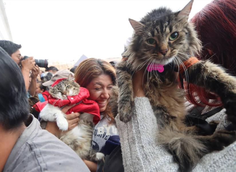 Gatos reciben la bendición de un sacerdote en la Iglesia San Francisco de Quito