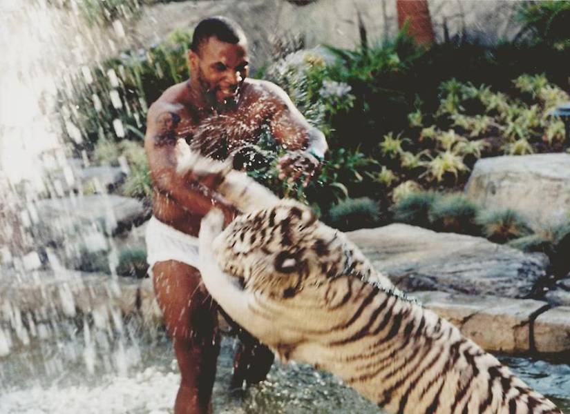 Mike Tyson y su tigre.