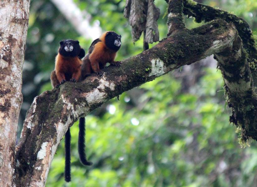 Monos tamarinos de manto negro en el Parque Nacional Yasuní.