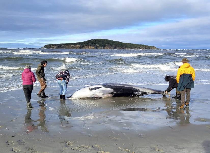 Personas llevando el cadáver de la ballena
