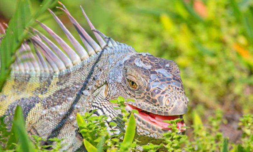 Piden en Florida que no se lleven a casa iguanas congeladas para reanimarlas