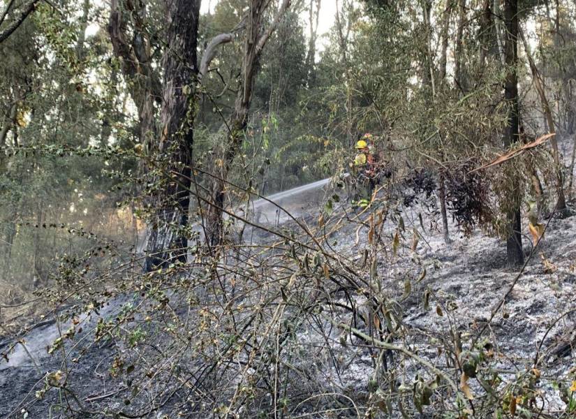 El incendio dejó en cenizas la vegetación.