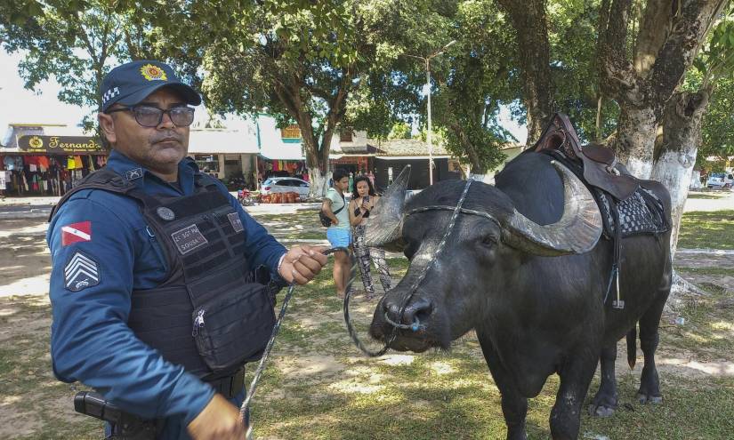 Policías del Octavo Batallón de la Policía Militarizada de Marajó posan con sus búfalos el 27 de julio de 2023, en la Amazonía brasileña.