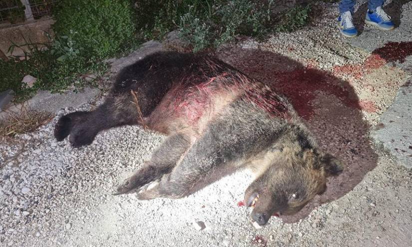 Las autoridades del Parque Nacional de los Abruzos, Lazio y Molise, donde viven unos 60 ejemplares de oso pardo endémico que están en peligro de extinción, difundieron esta imagen del cuerpo de Amarena.