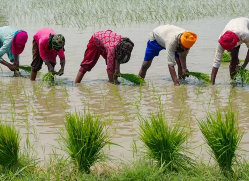 La agricultura es responsable de un 72% de las extracciones de agua a nivel global.