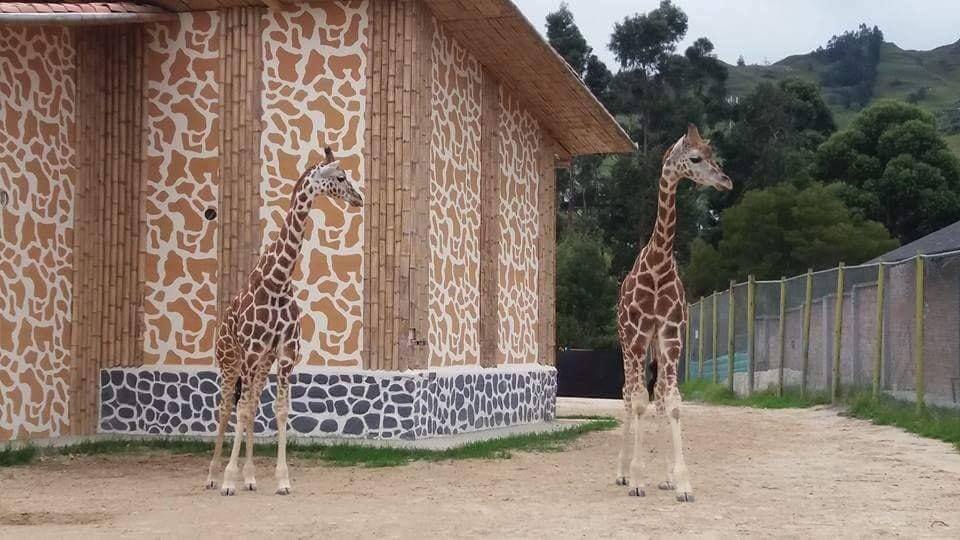 Muere jirafa recién nacida en el zoológico de Loja
