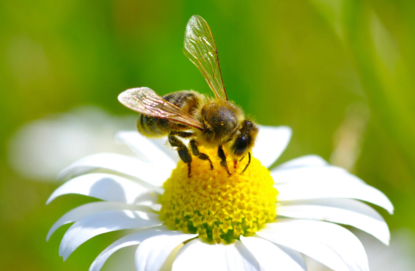 Abeja realizando la polinización