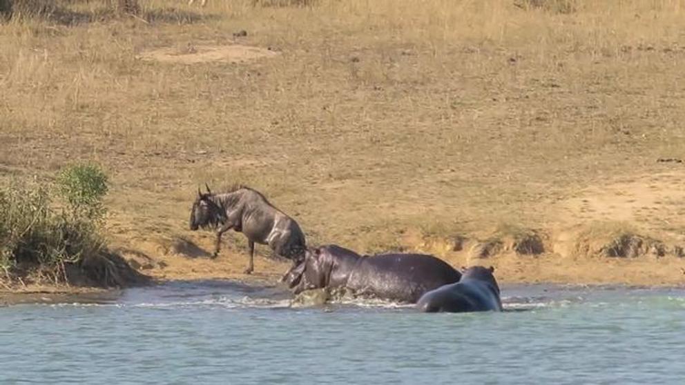 Hipopótamos salvan a un ñu del ataque de un cocodrilo