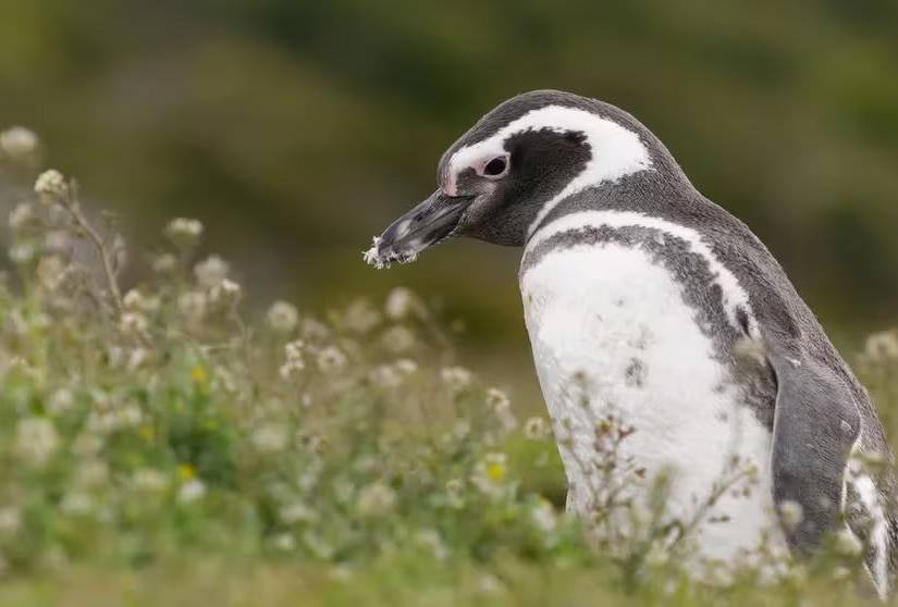 Imagen referencial de una pingüino.